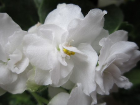 White Madonna